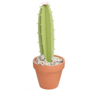 Cactus, regalo, san...
